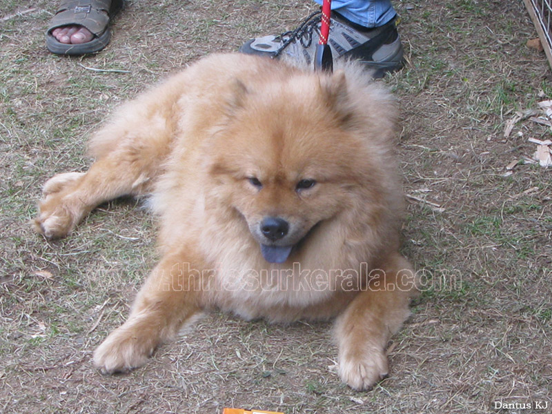 Mannuthy-Thrissur-Dog-Show-2011 (45)